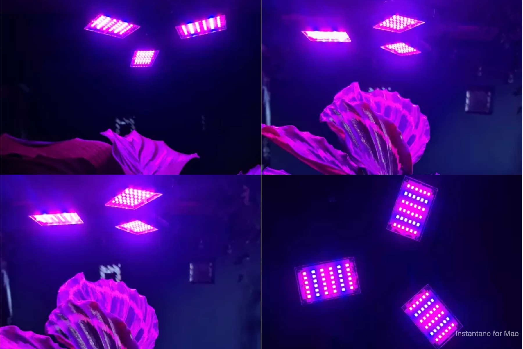 výkonná LED lampa pre rast rastlín